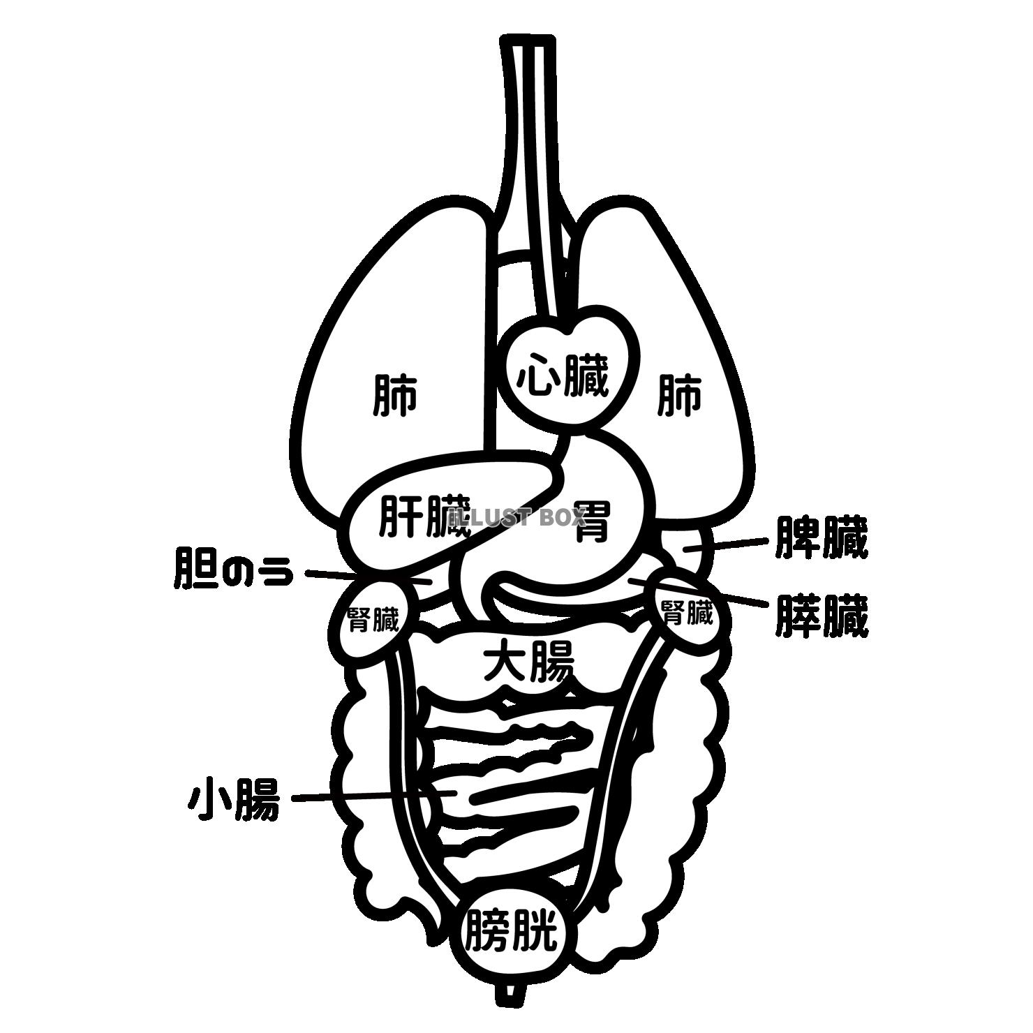 人体全身　内臓イラスト　文字付き（肺、心臓、肝臓、胃、膵臓、...