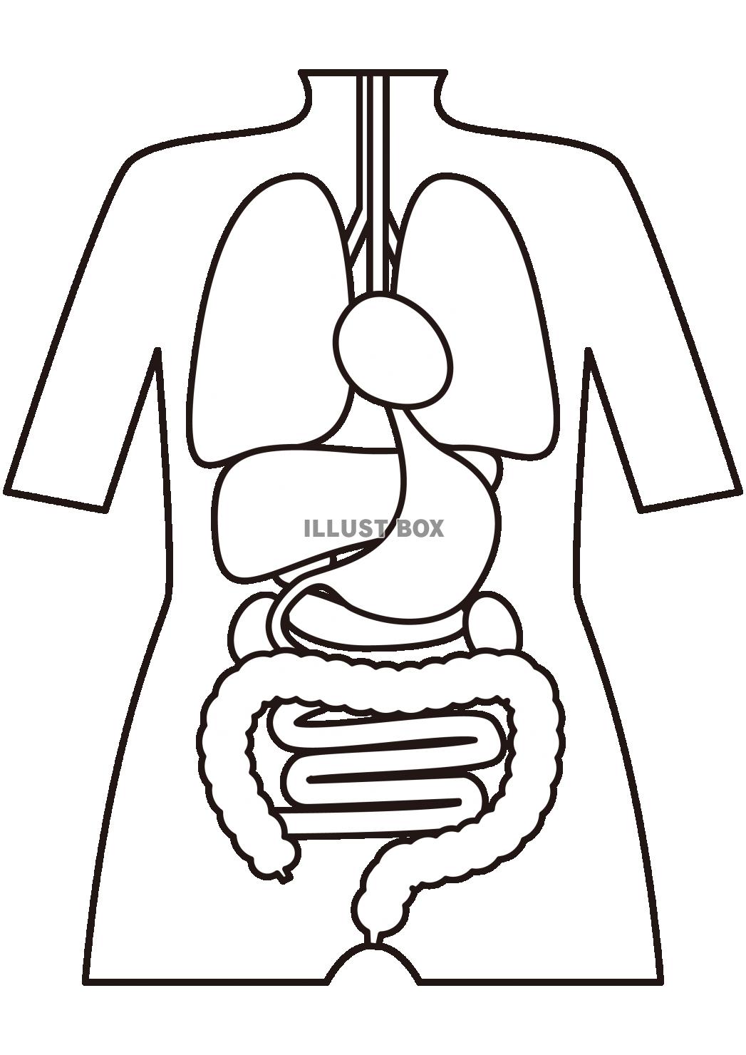 1_人物_人体・内臓・全身・線画（肺・心臓・肝臓・胃・胆のう...