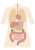 2_人物_人体・内臓・全身・カラー（肺・心臓・肝臓・胃・胆のう・膵臓・腎臓・大腸・小腸）