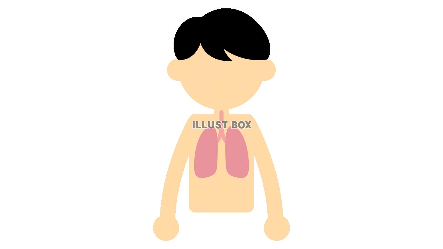 男性の上半身　健康なピンクの肺