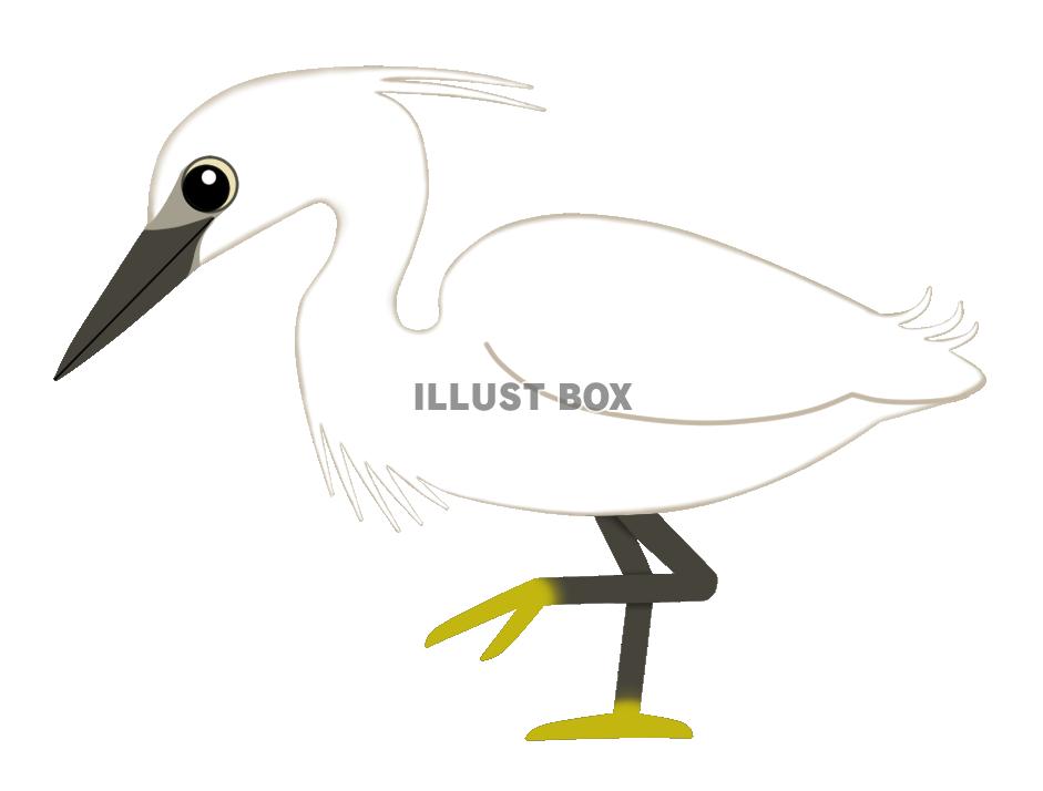 コサギ(日本の野鳥) 透過PNG