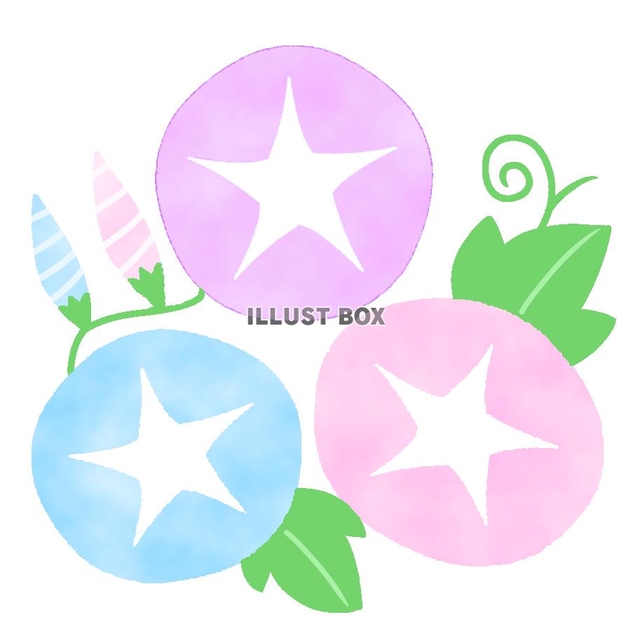 和風アサガオ　透過png