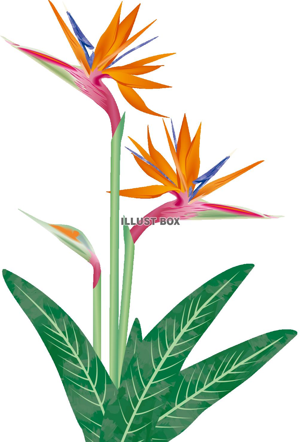 極楽鳥花（透過PNG）