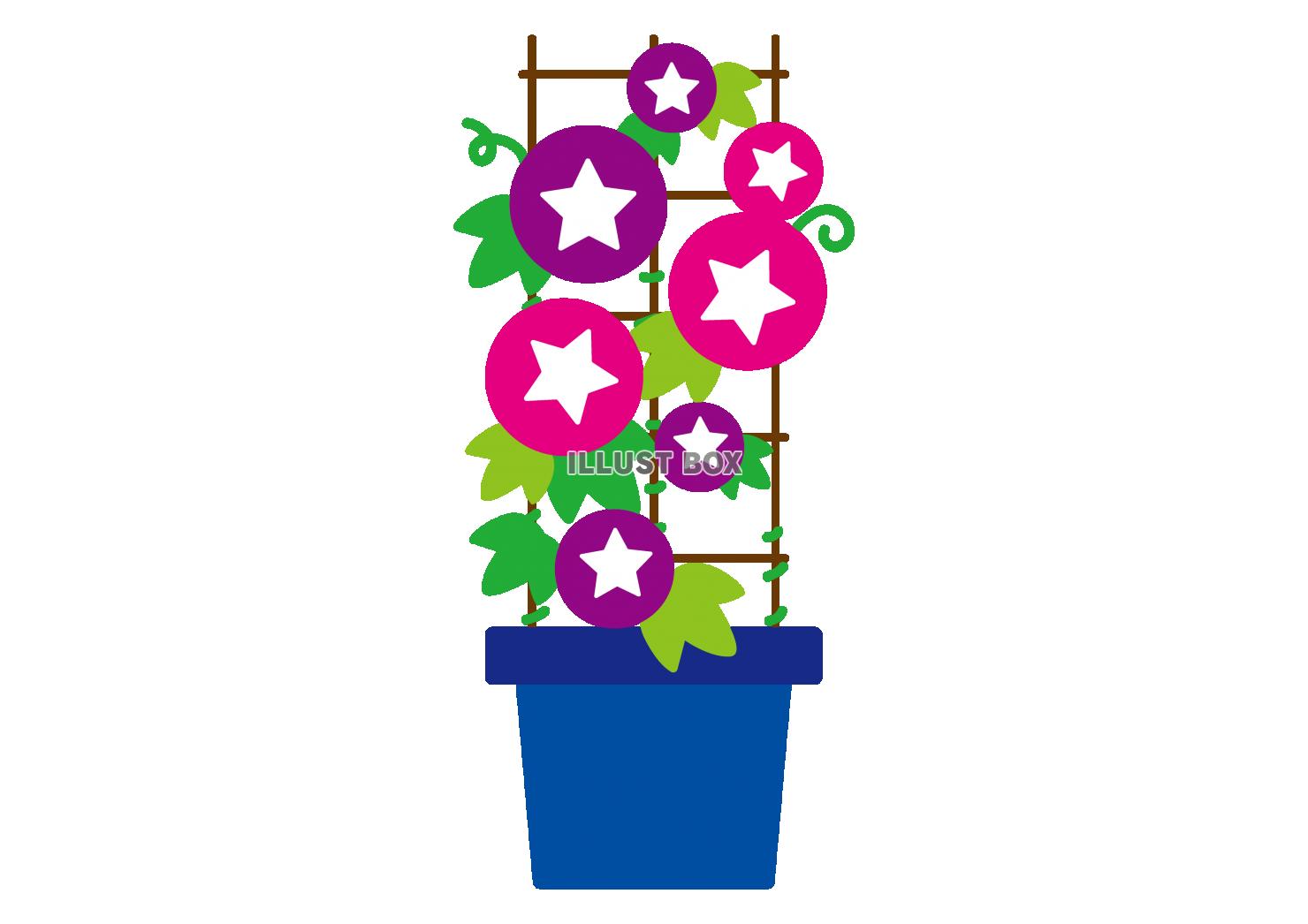 7_イラスト_ 夏・植物・ピンクと紫のアサガオの鉢植え・青