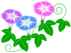 朝顔のお花模様壁紙画像シンプル背景素材イラストpng透過