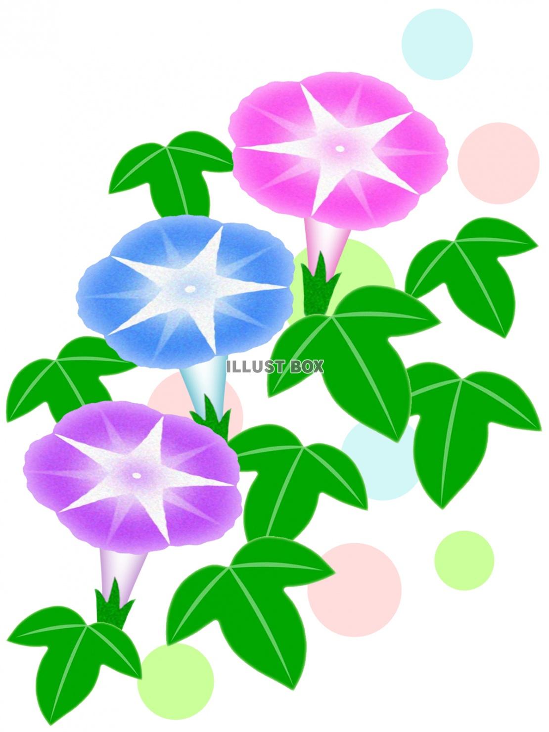 朝顔のお花模様壁紙画像シンプル背景素材イラスト