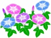 朝顔のお花模様壁紙画像シンプル背景素材イラスト