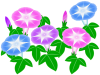 朝顔のお花模様壁紙画像シンプル背景素材イラストpng透過