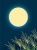 月見の風景イラスト