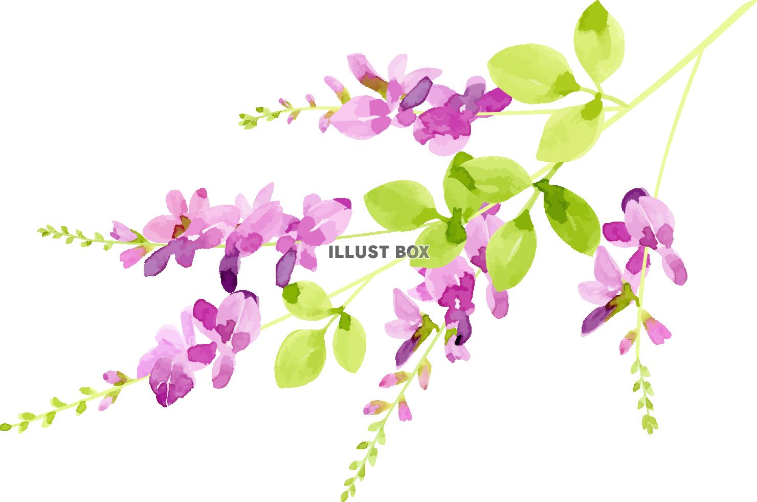 「萩の花シリーズ」イラスト４