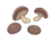 手描きのしいたけ４個