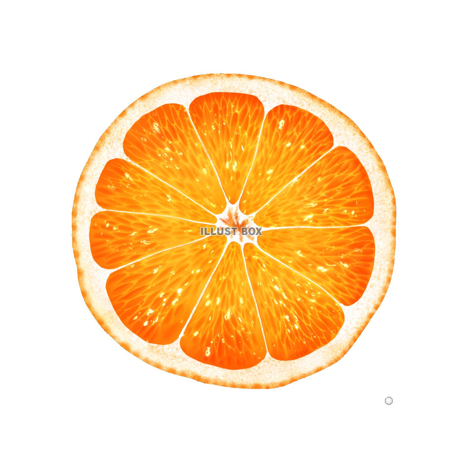 オレンジの断面