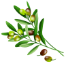 オリーブの実と葉