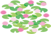 水面の睡蓮の浮き葉と花
