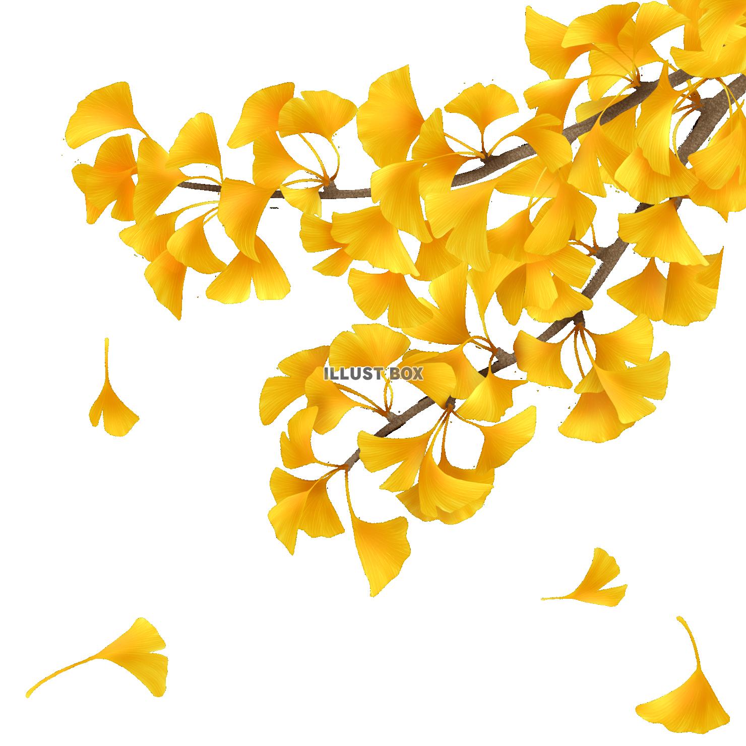 銀杏の枝と舞い落ちる葉④