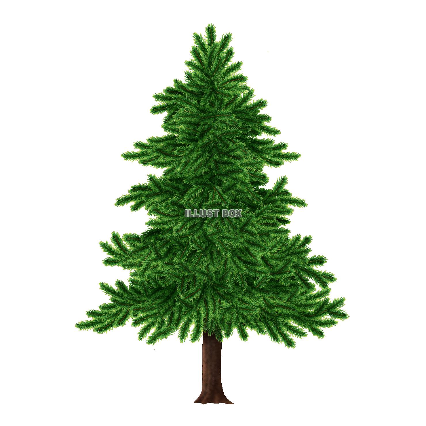 クリスマスツリーに使えるもみの木