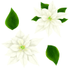 白いポインセチア バラ