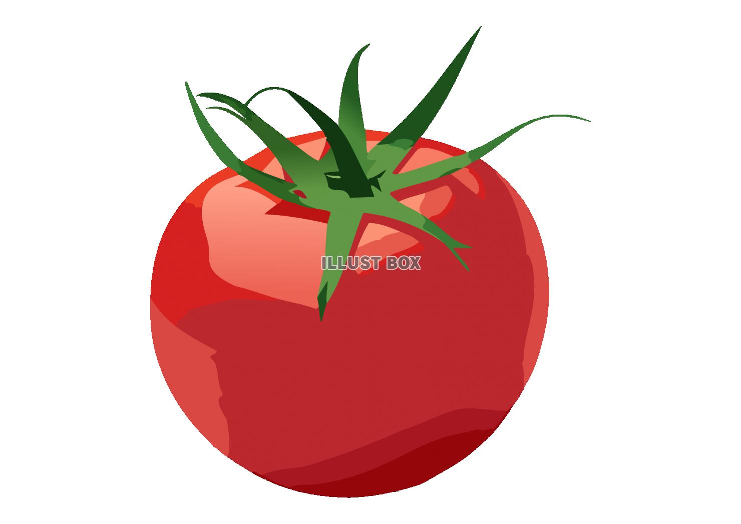 真っ赤に熟れた新鮮なトマトのイラスト素材