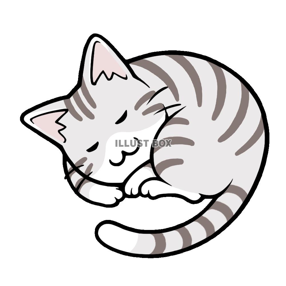 丸くなって寝る猫　サバ白猫