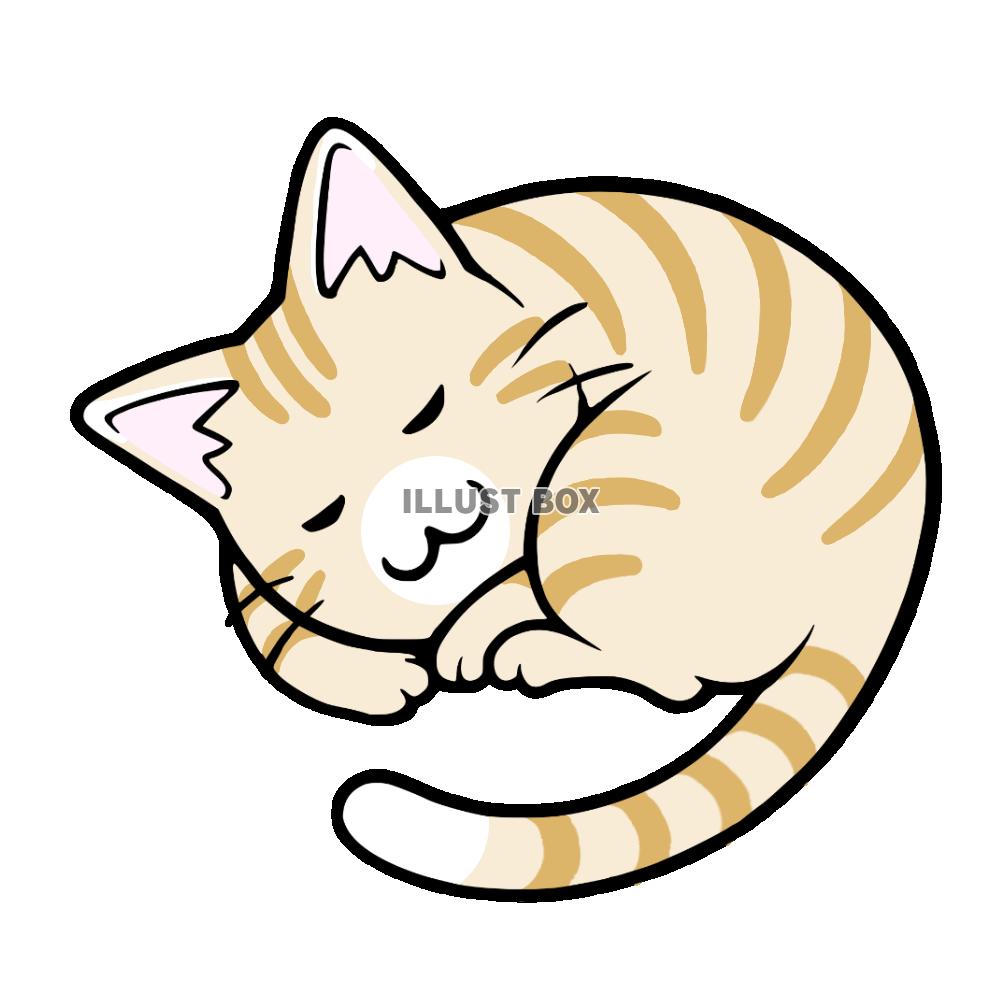 丸くなって寝る猫　茶トラ猫
