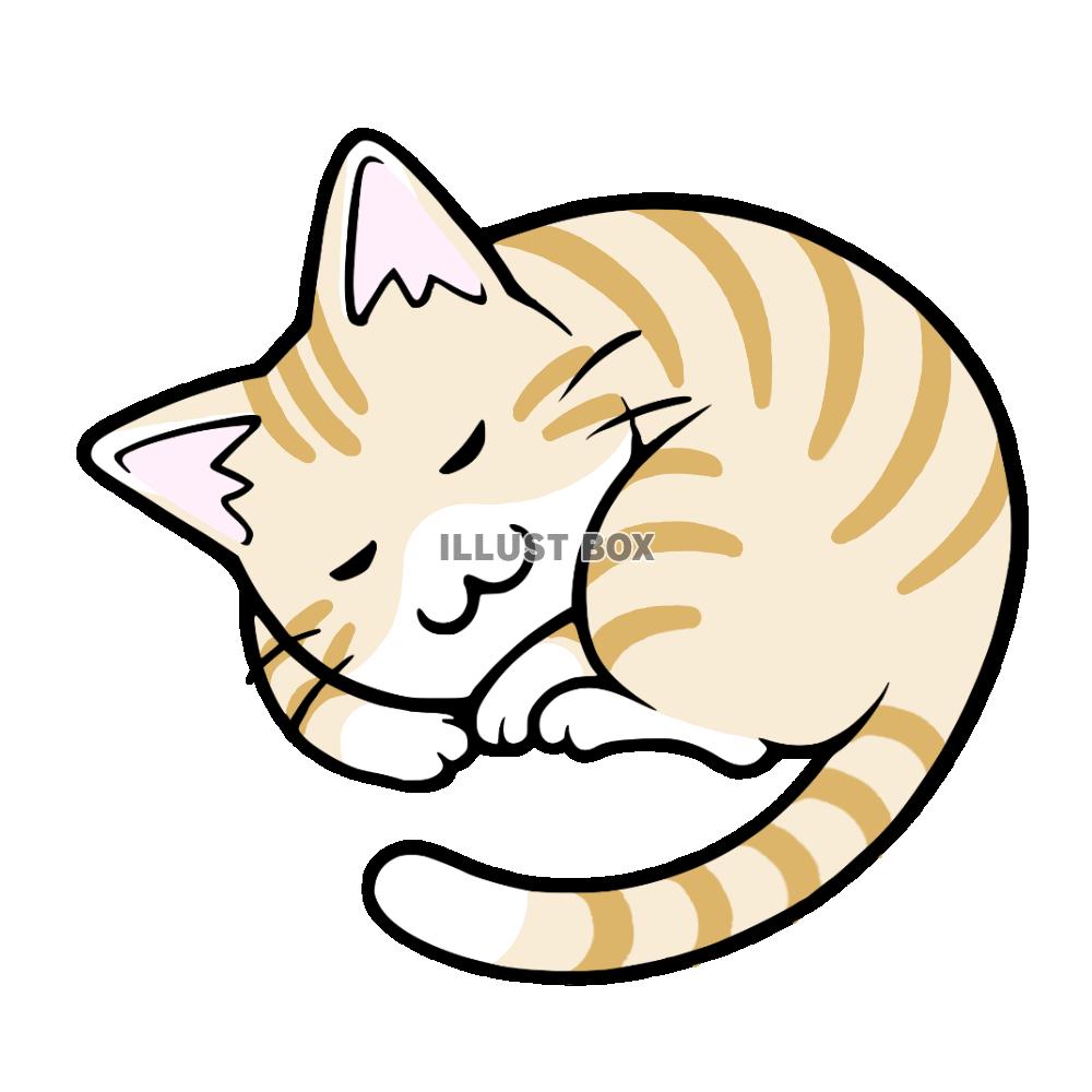 丸くなって寝る猫　茶トラ白猫