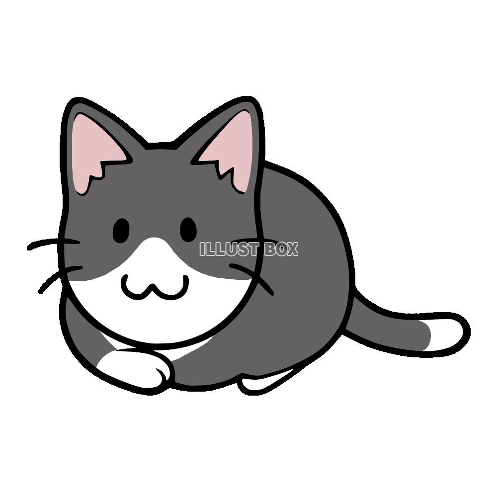 香箱座りをする猫　ハチワレ猫