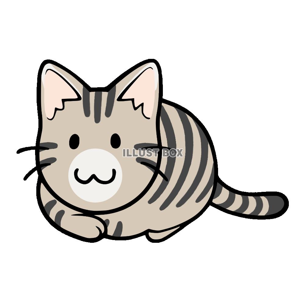 香箱座りをする猫　キジ猫