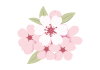淡い色の桜の花のイラスト素材