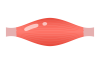 筋肉のイラスト