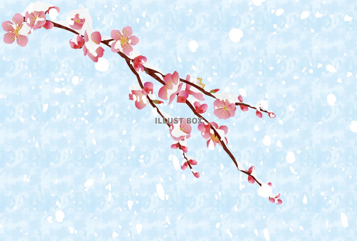 梅雪（ZIPに空なし透過PNG）