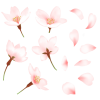 水彩の桜⑤ お花見や卒業式に