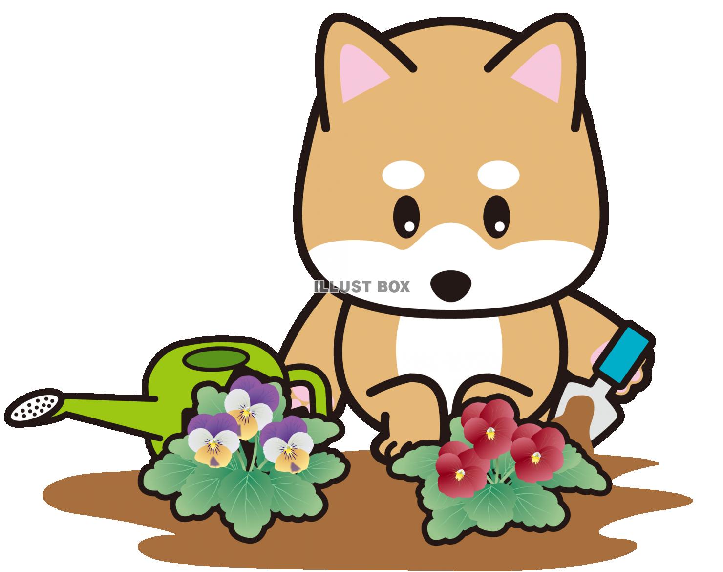 しばちゃんビオラを植える（透過PNG）