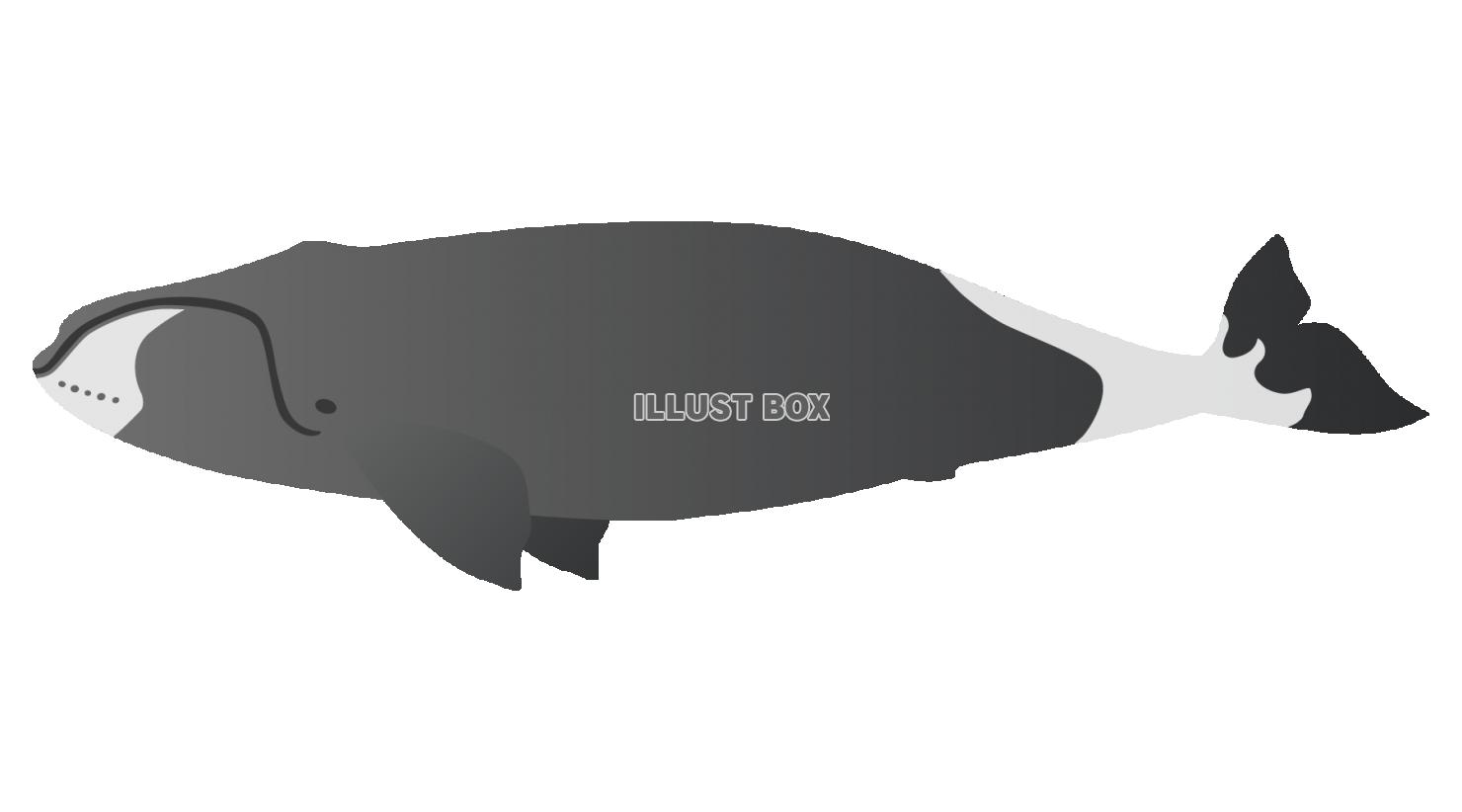 ホッキョククジラのイラスト