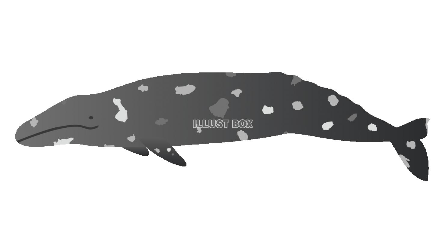 コククジラのイラスト
