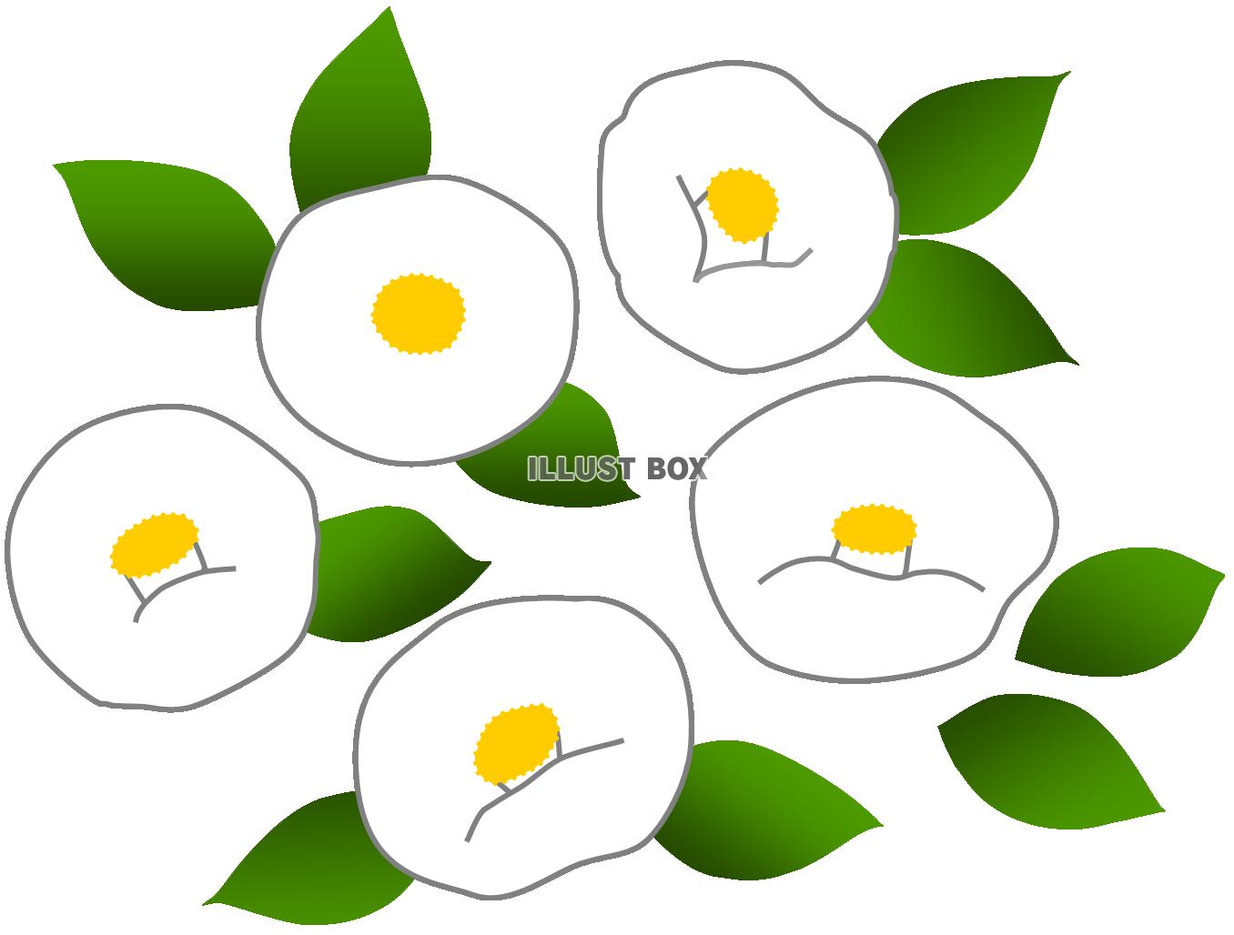 ツバキ（冬～春のお花）　白１