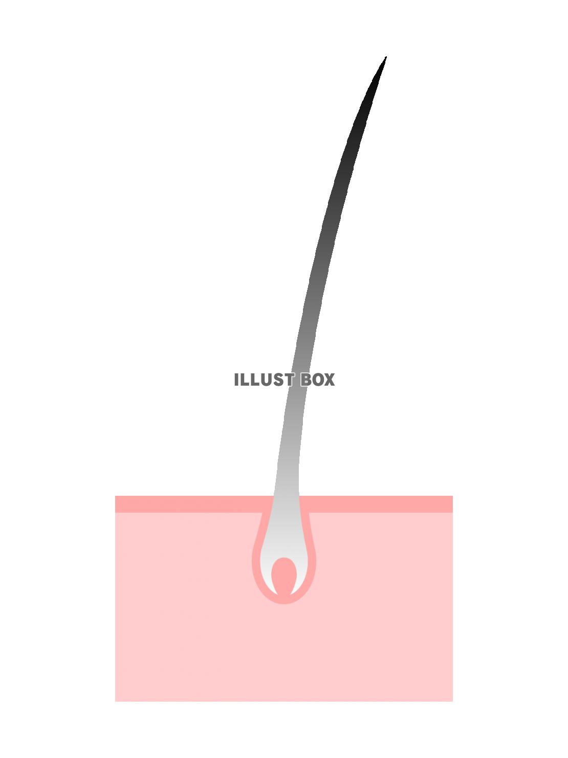白髪になる毛根のイラスト