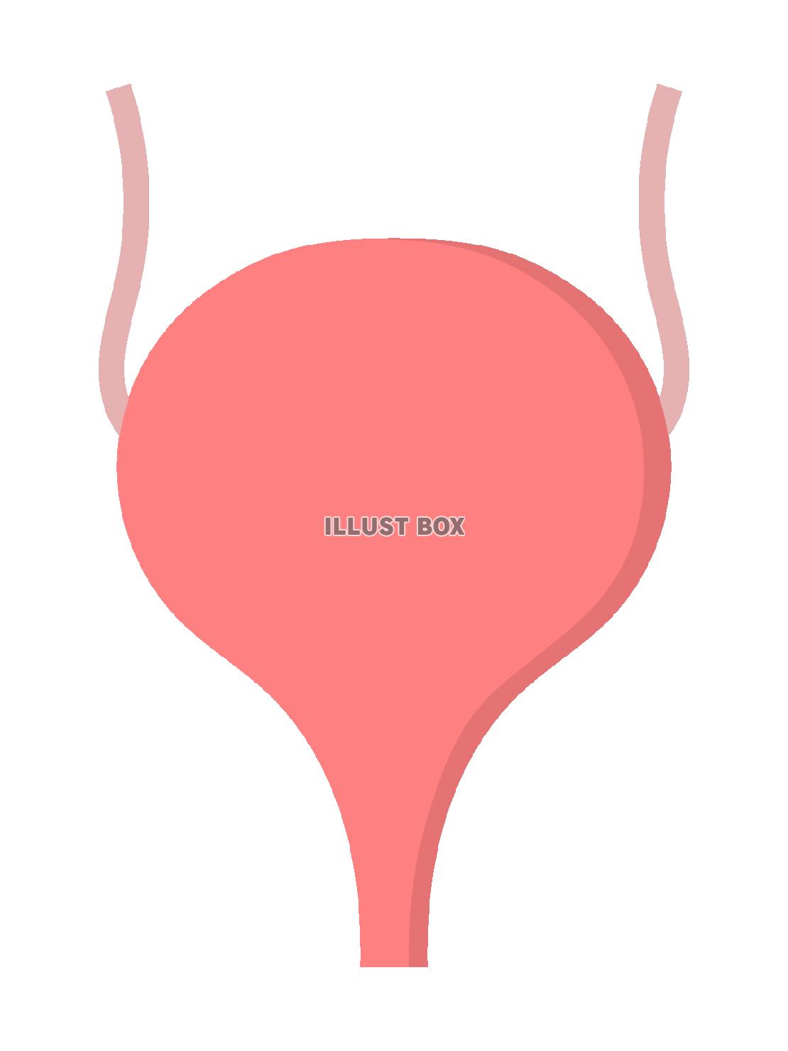 膀胱のイラスト
