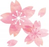 手描き水彩風イラスト桜