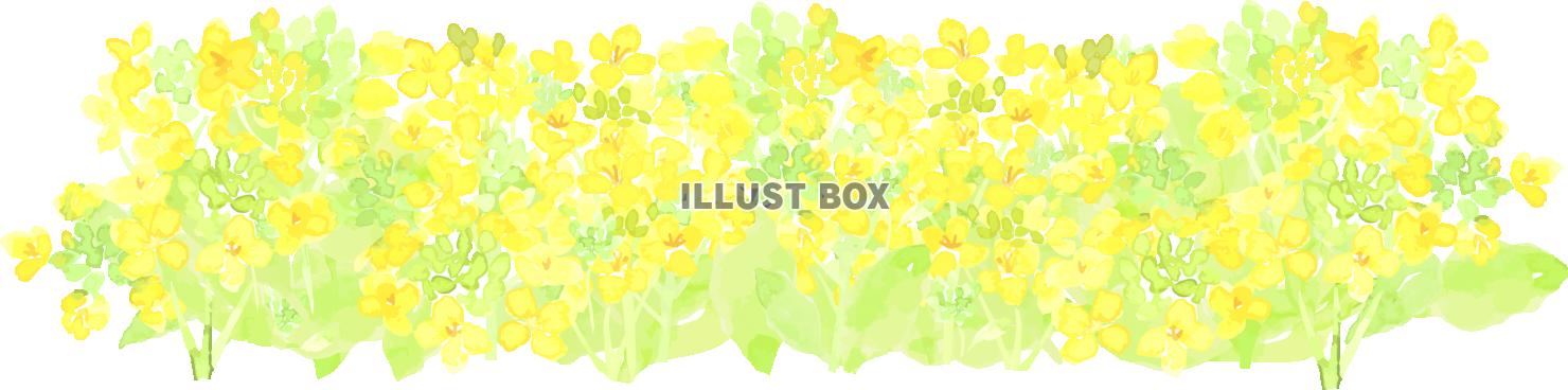 「菜の花シリーズ」ライン２