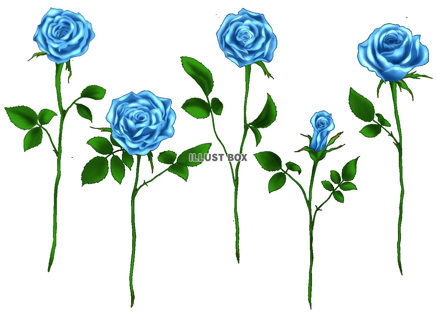 青い薔薇 単品５本