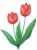 クレヨンで描いたチューリップの花模様イラスト