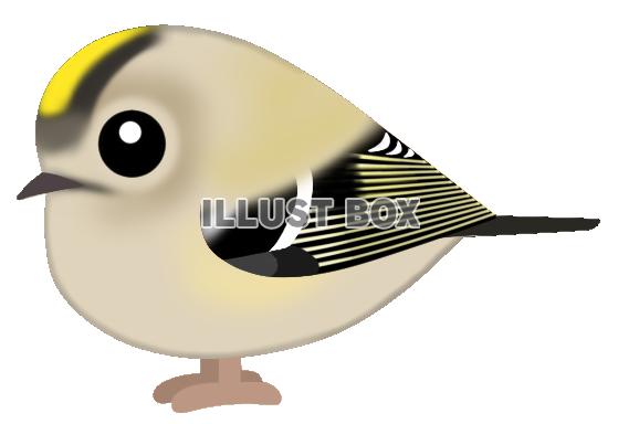 キクイタダキ(日本の野鳥)透過PNG