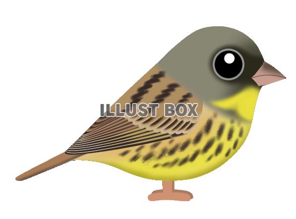 アオジ(日本の野鳥)透過PNG