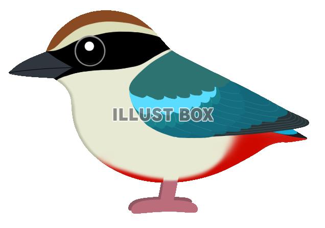 ヤイロチョウ(日本の野鳥)透過PNG