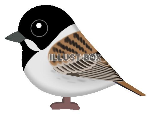 オオジュリン(日本の野鳥)透過PNG