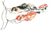 手書きの鯉のぼりの水墨画