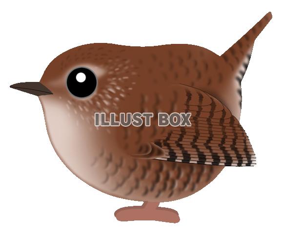 ミソサザイ(日本の野鳥)透過PNG