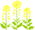 菜の花２（春のお花）