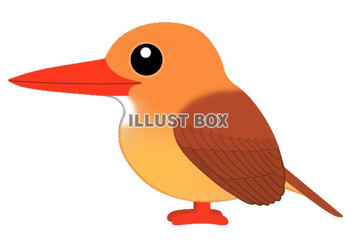 アカショウビン(日本の野鳥)透過PNG