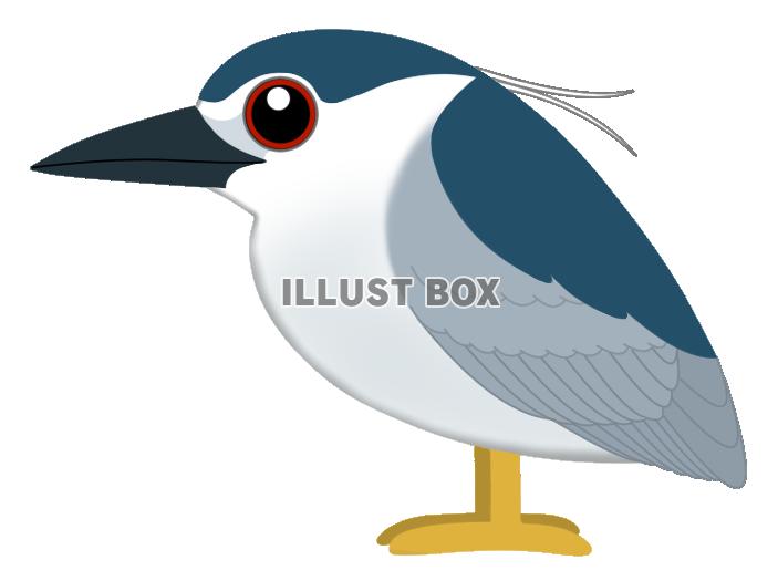 ゴイサギ(日本の野鳥)